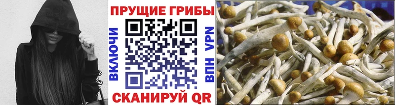 MEGA маркетплейс  Таштагол  Галлюциногенные грибы GOLDEN TEACHER  купить наркотики сайты 